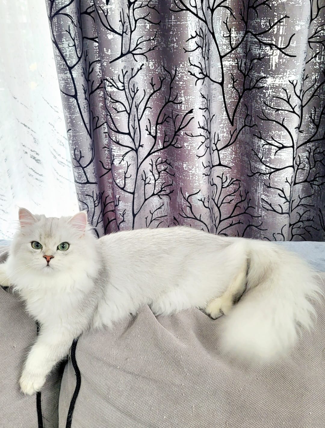 White British Longhair cats for Sale in Bangalore - Breed n Breeder 